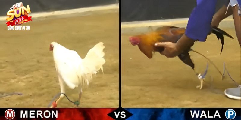 Đá Gà Cựa Sắt - Thỏa Mãn Đam Mê Tại Cổng Game Sunwin 3462 Các kèo cược cho chiến kê cựa sắt luôn có tỷ lệ ăn cực cao