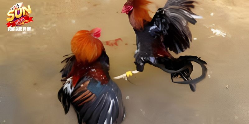 Đá Gà Cựa Sắt - Thỏa Mãn Đam Mê Tại Cổng Game Sunwin 3462 Diễn biến trận đấu và cách đặt cược đá gà cựa sắt
